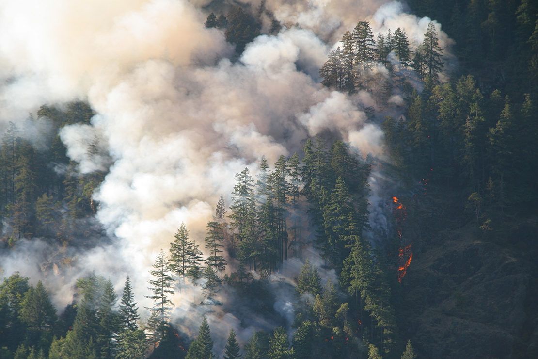 wildfire and smoke in pine forest