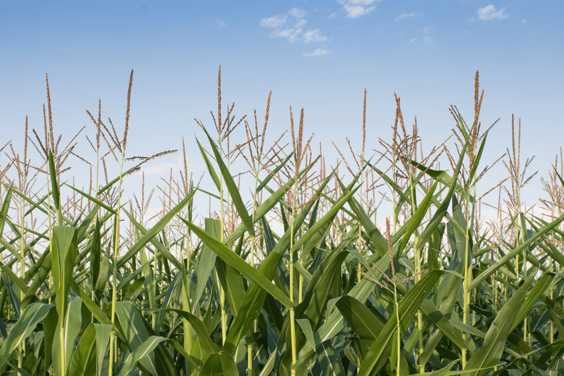 corn field and blue sky