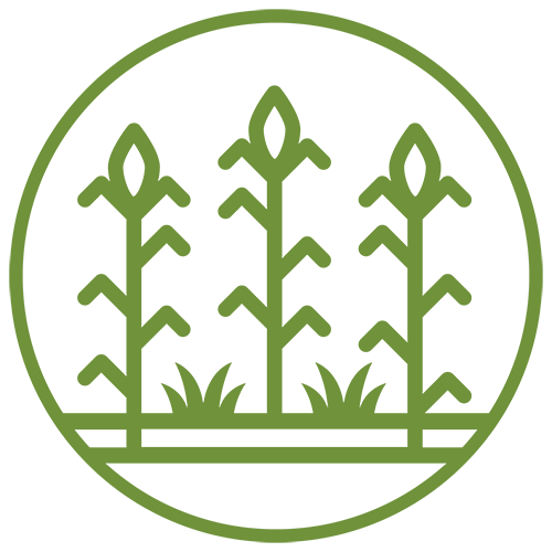 green icon with white background depicting three stalks of corn with small plants growing between each stalk of corn.
