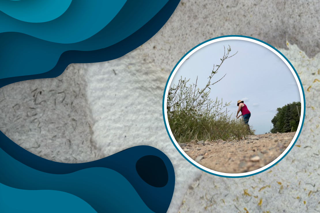 A mass of fine, white sand with bits of short green stems and shredded yellow flowers forms the background. Hand-drawn dark blue waves overlap the sand in the top and bottom left. The right side of the image has a circular photo frame, and in that frame is a farmer standing near a grassy field in the daytime. They lean over, picking plants with a wide-brimmed hat shading their eyes.